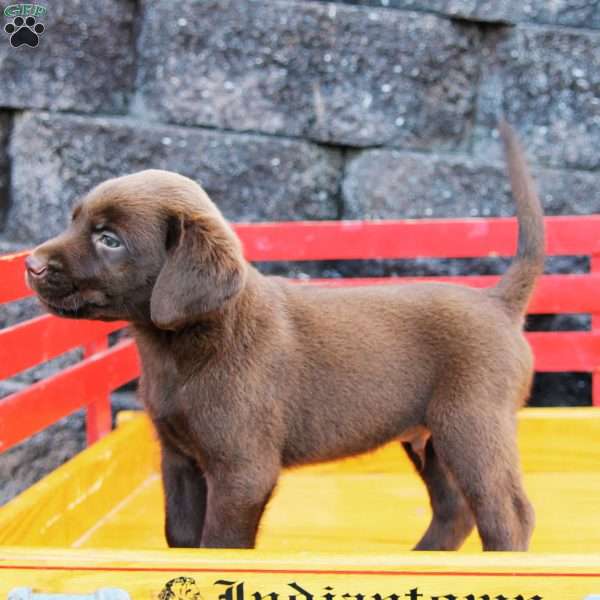 Pete, Chocolate Labrador Retriever Puppy